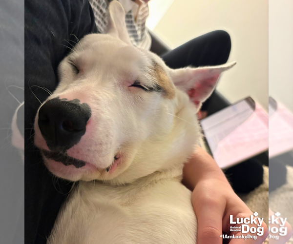 Medium Photo #8 Carolina Dog-Unknown Mix Puppy For Sale in Washington, DC, USA