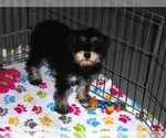 Small #9 Schnoodle (Miniature)