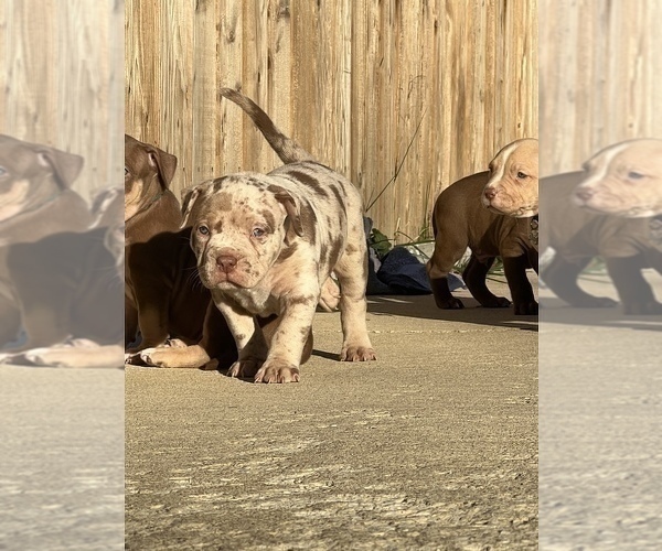 Medium Photo #3 American Bully Puppy For Sale in MANSFIELD, OH, USA
