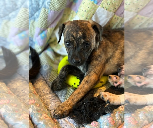Medium Photo #2 Black Mouth Cur-Dachshund Mix Puppy For Sale in Royal Palm Beach, FL, USA
