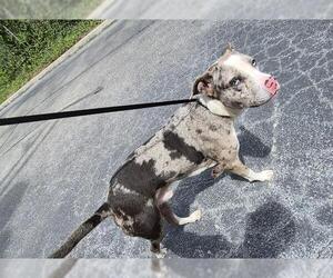 American Staffordshire Terrier-Unknown Mix Dogs for adoption in San Antonio, TX, USA