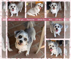 Shih Tzu Dogs for adoption in Mesa, AZ, USA