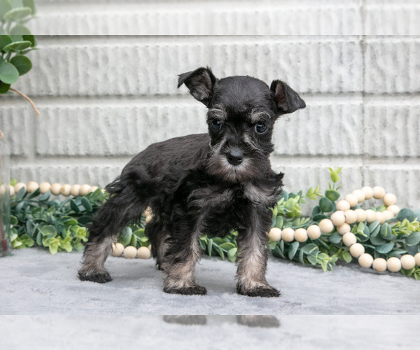 Medium Photo #3 Schnauzer (Miniature) Puppy For Sale in BALTIC, OH, USA