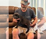 Small #1 Cane Corso