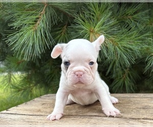 French Bulldog Puppy for sale in MIDDLEBURY, IN, USA