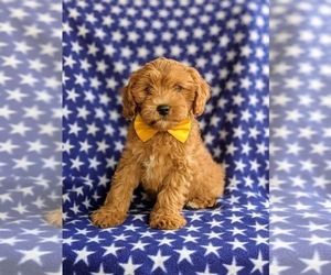 Cavapoo Puppy for sale in QUARRYVILLE, PA, USA