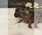 Small Photo #30 French Bulldog Puppy For Sale in BALDWIN PARK, CA, USA