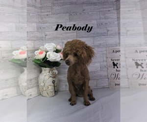 Poodle (Toy) Puppy for sale in CHANUTE, KS, USA