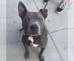 Small #2 Staffordshire Bull Terrier Mix