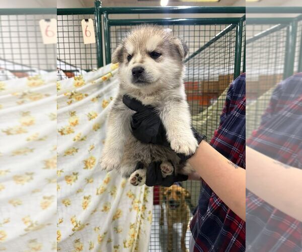 Medium Photo #2 Mutt Puppy For Sale in Calgary, Alberta, Canada