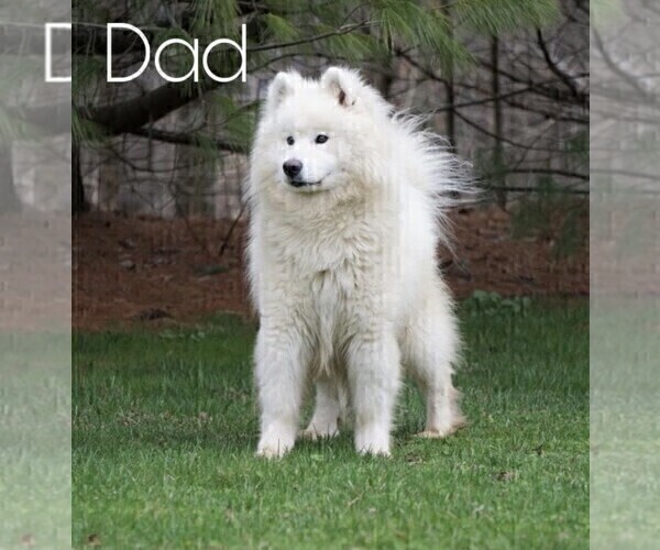 Medium Photo #1 Samoyed Puppy For Sale in FREDERICKSBURG, OH, USA