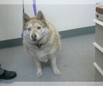 Small Siberian Husky