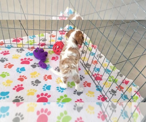 Medium Photo #5 Cavalier King Charles Spaniel Puppy For Sale in ORO VALLEY, AZ, USA