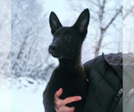 Small Photo #1 Dutch Shepherd Dog Puppy For Sale in STRASBURG, VA, USA