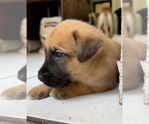 Belgian Malinois-Labrador Retriever Mix Puppy for sale in NORMAN, OK, USA