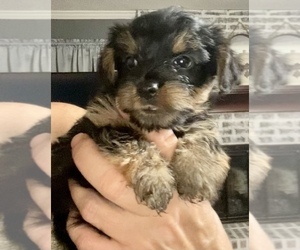 Morkie Puppy for sale in MOORE, OK, USA