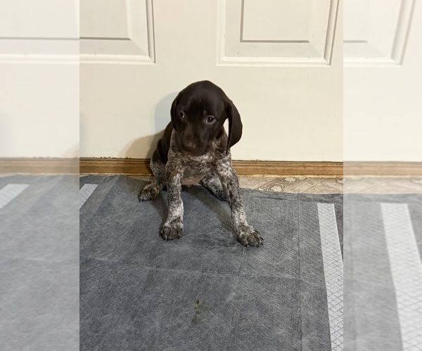 Medium Photo #4 German Shorthaired Pointer Puppy For Sale in SHERMANS DALE, PA, USA
