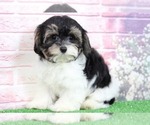 Small Photo #2 Morkie Puppy For Sale in BEL AIR, MD, USA