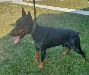Father of the Doberman Pinscher puppies born on 07/19/2026