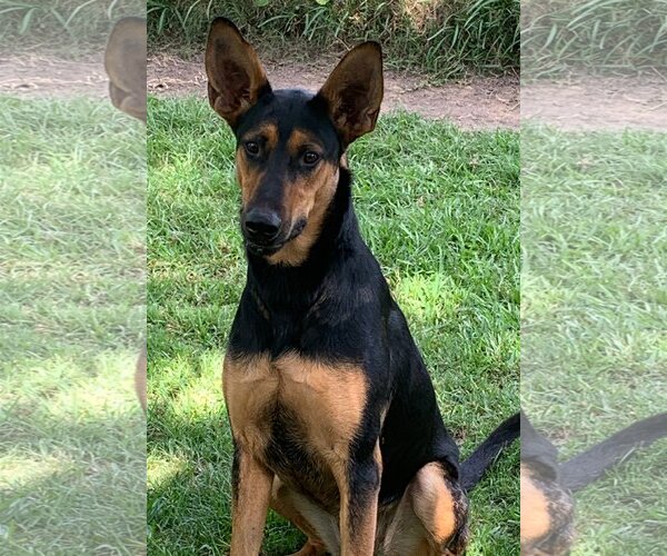 Medium Photo #3 Doberman Pinscher-German Shepherd Dog Mix Puppy For Sale in Spring, TX, USA