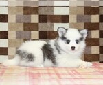 Small #3 Pomsky
