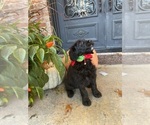 Small #7 Goldendoodle