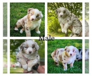 Australian Shepherd Puppy for sale in MALAD CITY, ID, USA