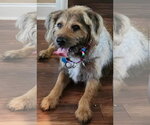 Small #2 Briard Mix