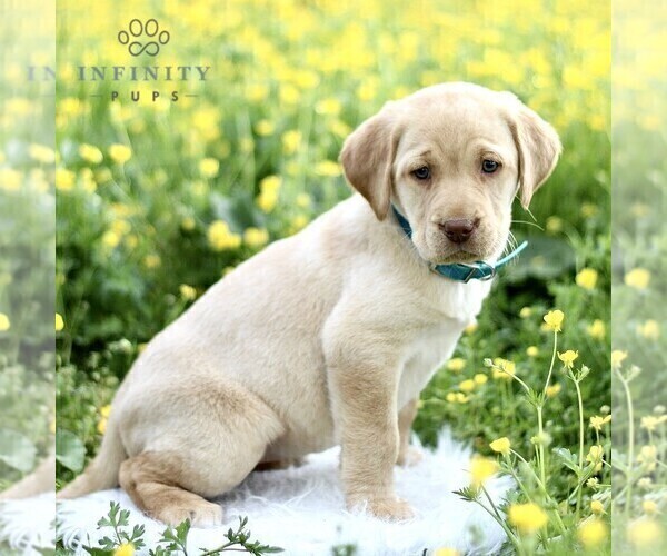 Medium Photo #3 Labrador Retriever Puppy For Sale in COATESVILLE, PA, USA