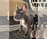 Image preview for Ad Listing. Nickname: Blue brindle gi