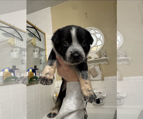 Medium Photo #8 Mutt Puppy For Sale in Sebec, ME, USA