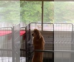 Small #21 Golden Retriever