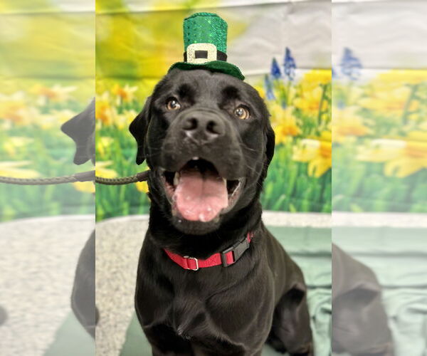 Medium Photo #4 Mutt Puppy For Sale in Manahawkin, NJ, USA