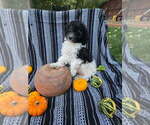 Small Goldendoodle-Poodle (Miniature) Mix