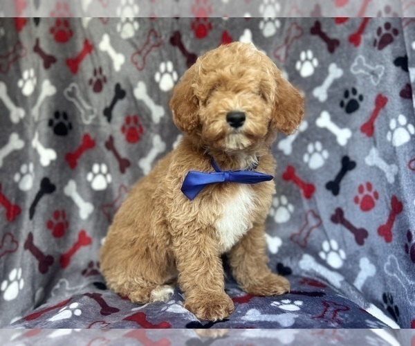 Medium Photo #1 Poodle (Miniature) Puppy For Sale in LAKELAND, FL, USA