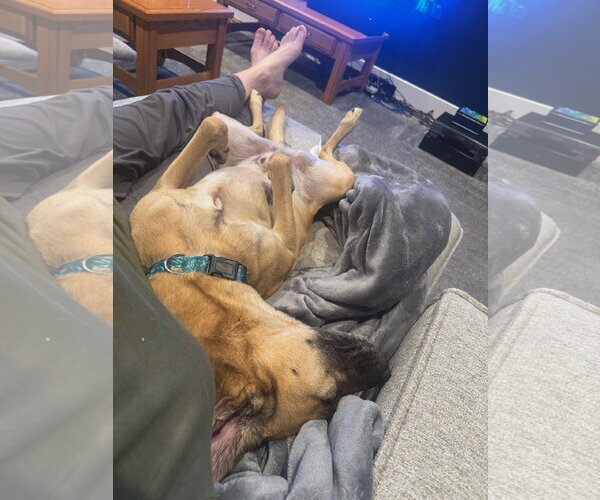 Medium Photo #6 Black Mouth Cur-Unknown Mix Puppy For Sale in The Woodlands, TX, USA