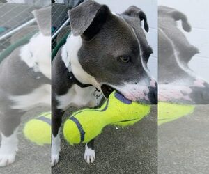 Blue Steele - Male Mutt Dog for Adoption - Photo #6