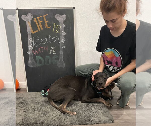 Medium Photo #3 Mutt Puppy For Sale in The Woodlands, TX, USA