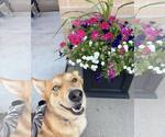 Small #3 Australian Shepherd-Huskies  Mix