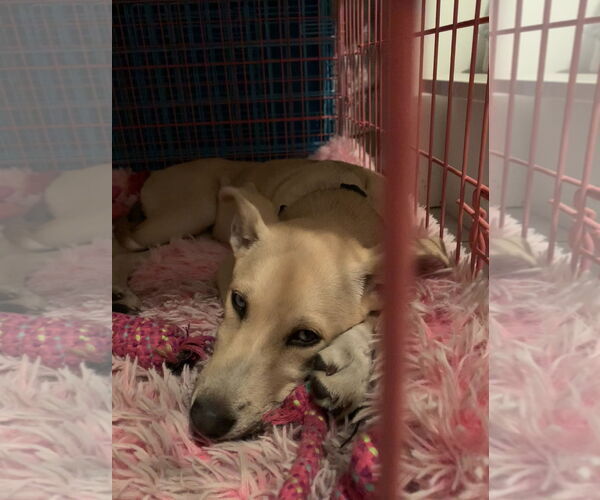 Medium Photo #4 Siberian Husky-Unknown Mix Puppy For Sale in Miami, FL, USA