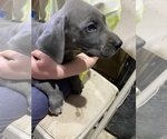 Puppy 3 Great Dane
