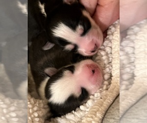 Pomsky Litter for sale in HOLLYWOOD, CA, USA