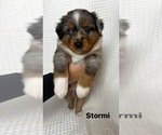 Small Photo #30 Miniature Australian Shepherd Puppy For Sale in NEW PORT RICHEY, FL, USA