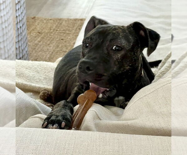 Medium Photo #10 American Staffordshire Terrier-Unknown Mix Puppy For Sale in San Juan Capistrano, CA, USA
