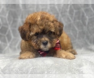 Havashu-Poodle (Miniature) Mix Puppy for sale in LAKELAND, FL, USA