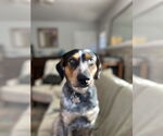 Small #4 Mutt