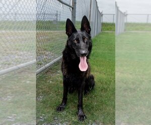 German Shepherd Dog-Unknown Mix Dogs for adoption in Abbeville, LA, USA