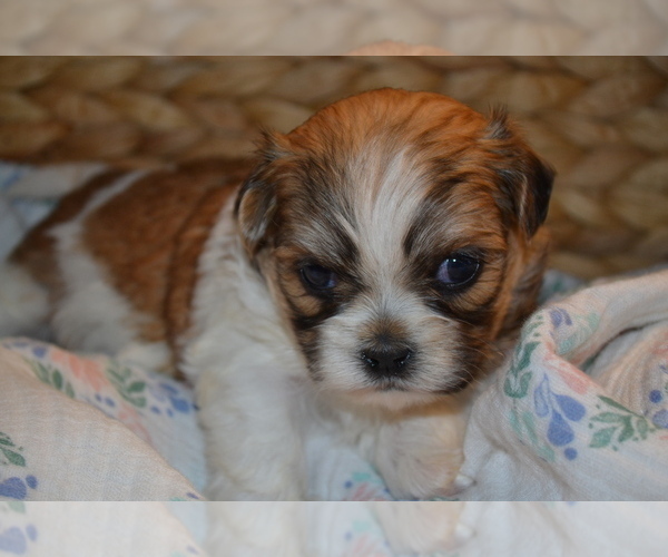 Medium Photo #4 Mal-Shi Puppy For Sale in GREENWOOD, WI, USA