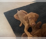 Small Photo #3 Vizsla Puppy For Sale in GREER, SC, USA