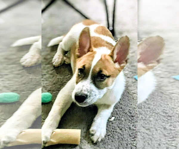 Medium Photo #3 Mutt Puppy For Sale in Marine City, MI, USA